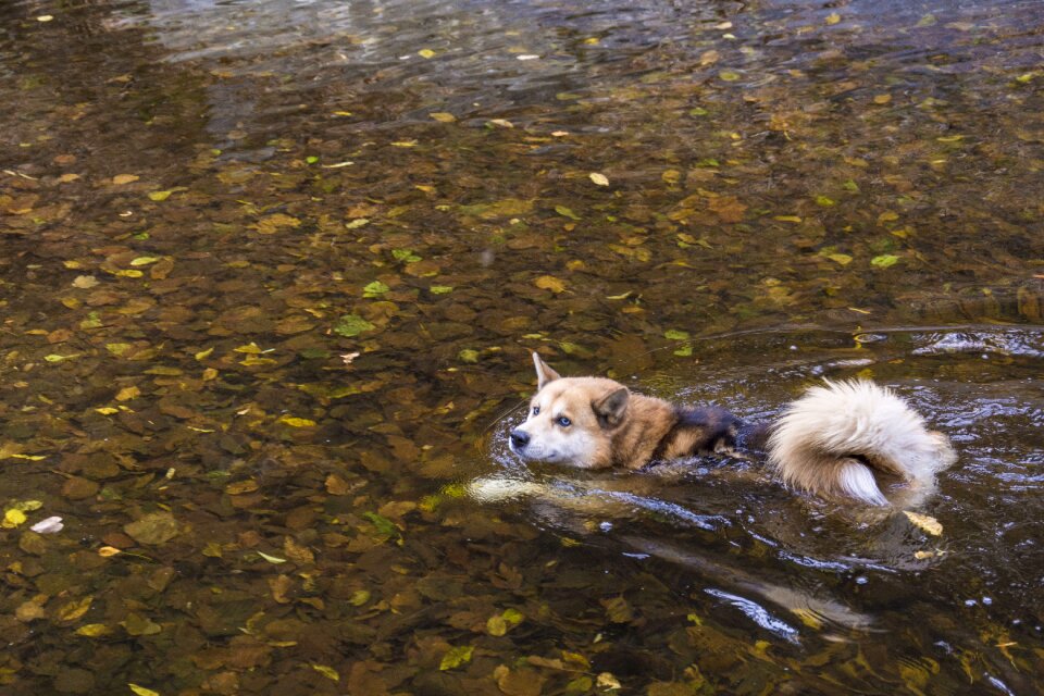 Water pet river