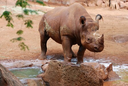 Rhino beast