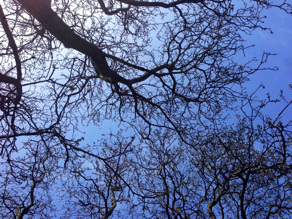 Sky aesthetic sky tree
