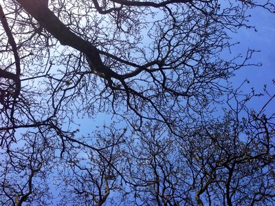 Sky aesthetic sky tree
