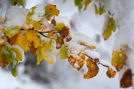 Snow winter wintry photo