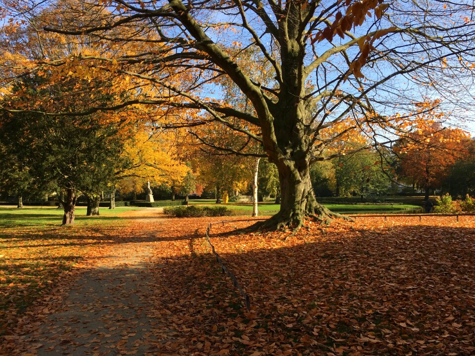 Fall nature autumn leaves