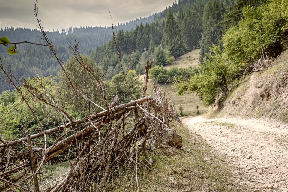 Forest wooden fence nature