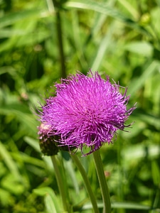 Violet flower blossom photo