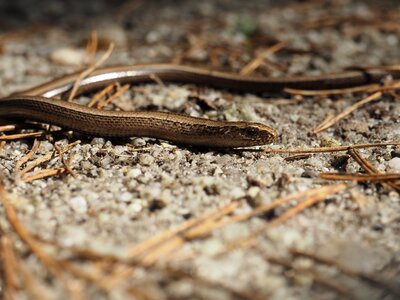 Crawl reptile animal