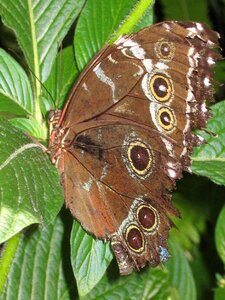 Animal insect nature