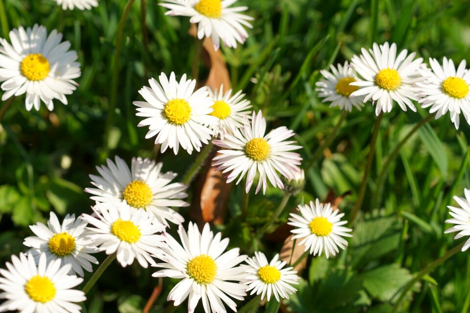 Flower spring flower meadow photo