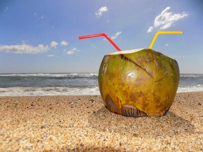 Coconut drink fruit photo