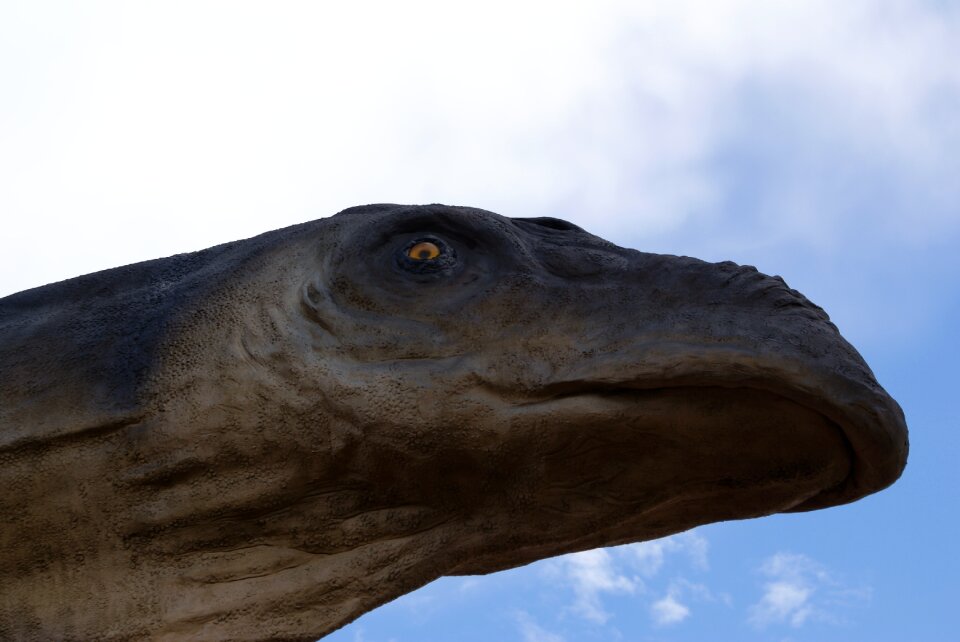 Strange sight looks down dinosaur head