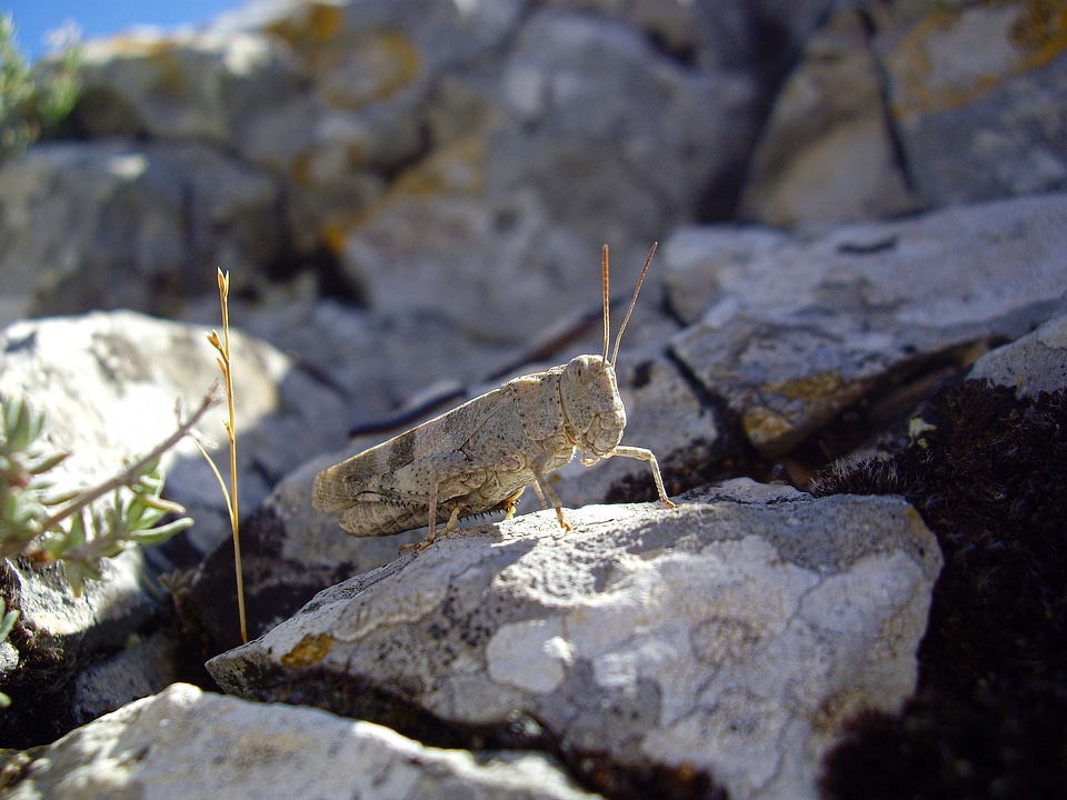 Desert locust insect grasshopper