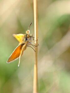 Butterfly insect macro