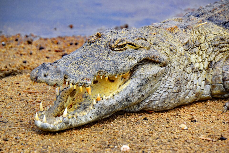 West africa sacred crocodiles paga photo