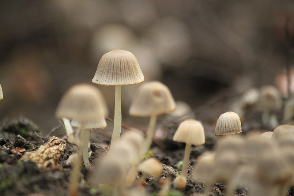 Nature small mushroom moist