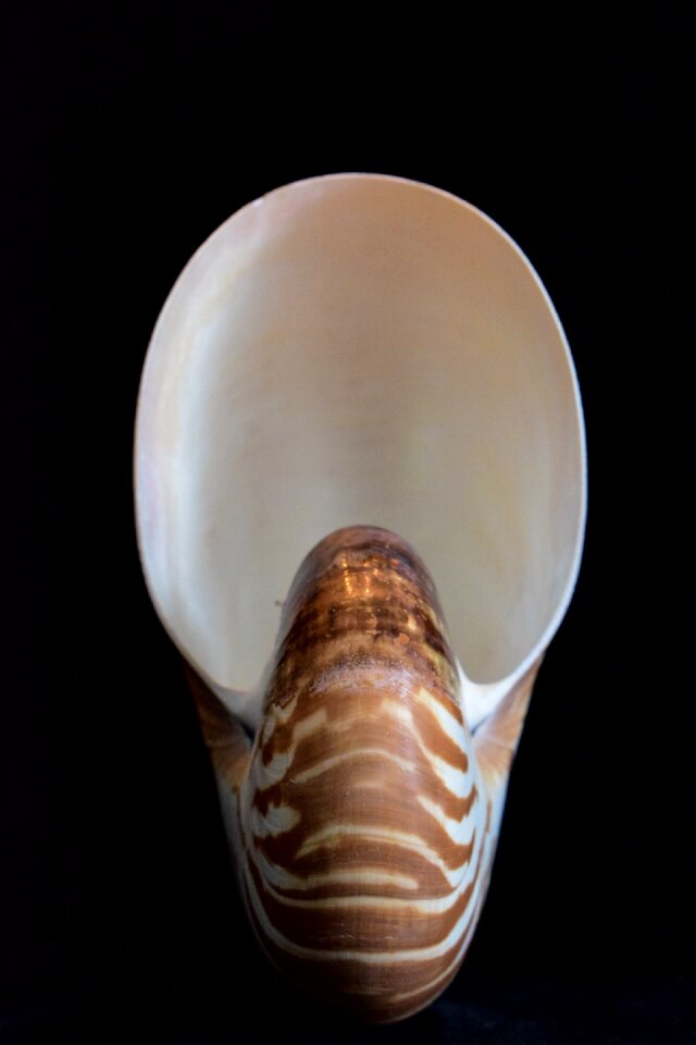 Shell sea nature