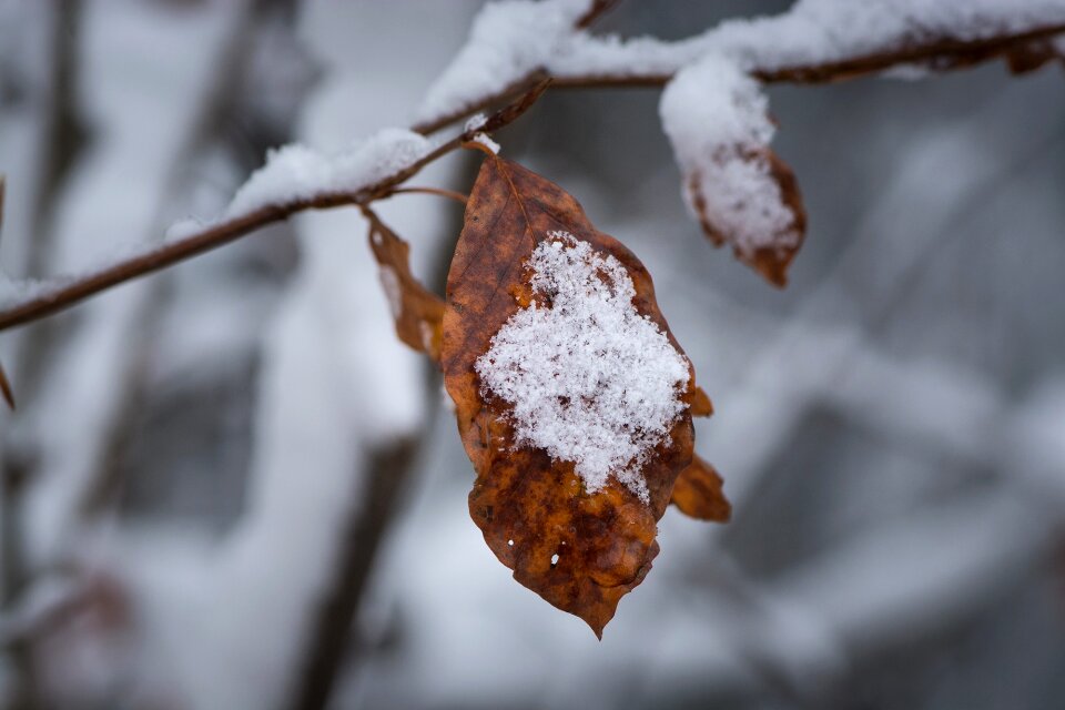 Leaves foliage leaf brown photo