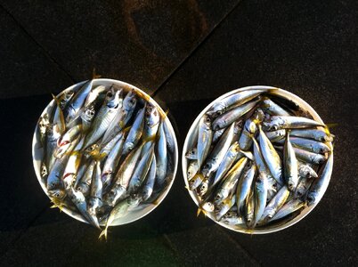Fish shells sardines