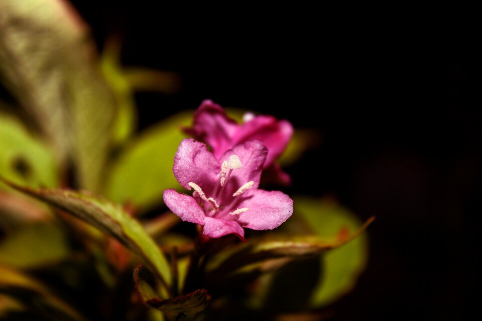 Plants flowering botany garden