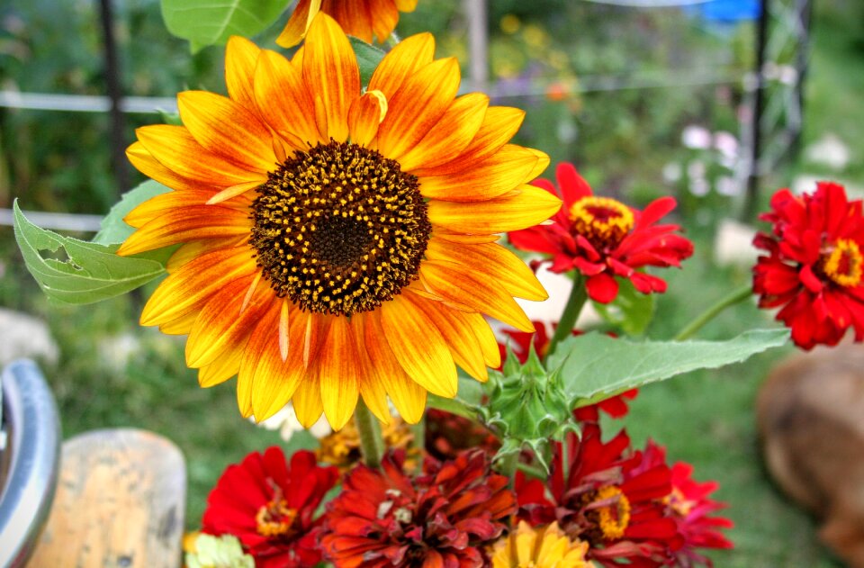 Decorative flower
