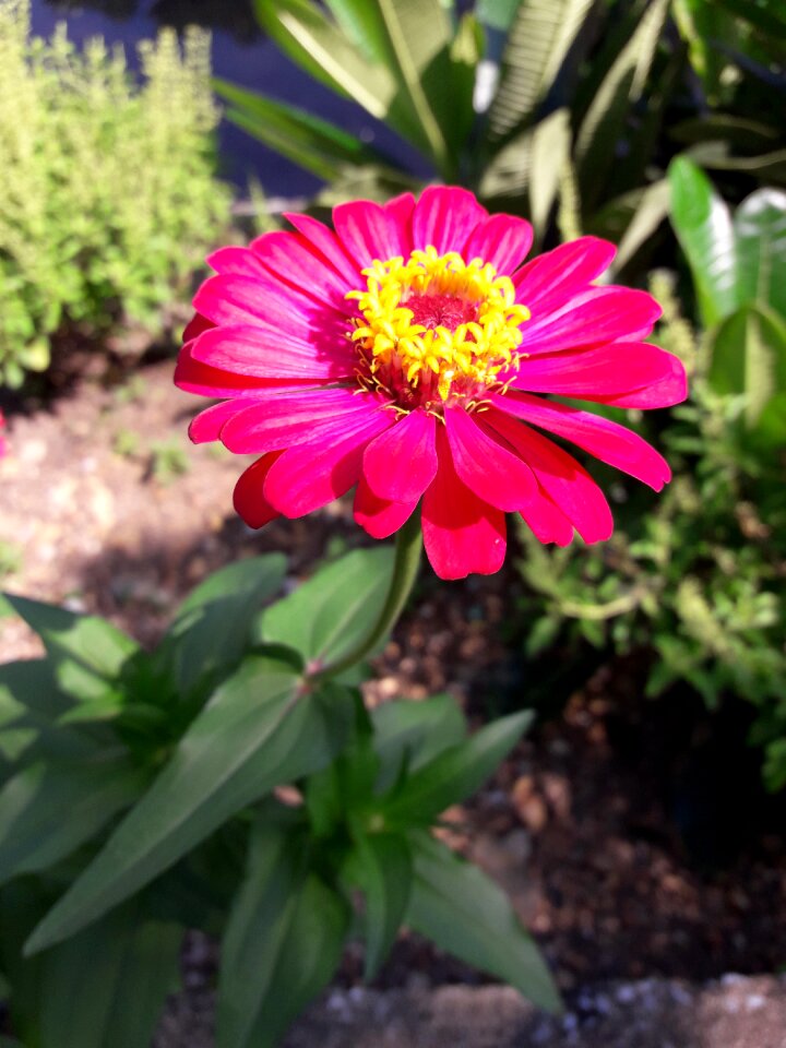 Zinnia flowers colorful