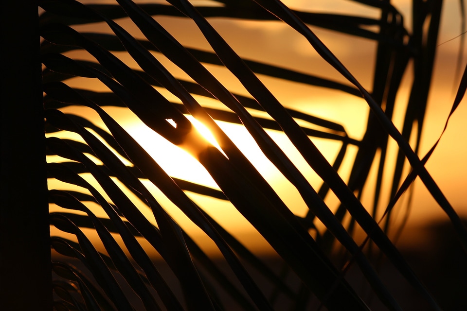 Cape verde sunset palm tree photo