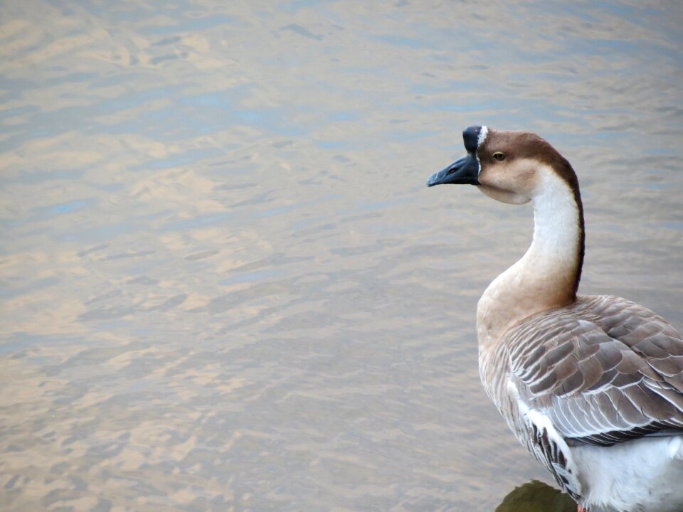 Bird water looking