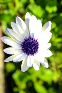 Color plant garden