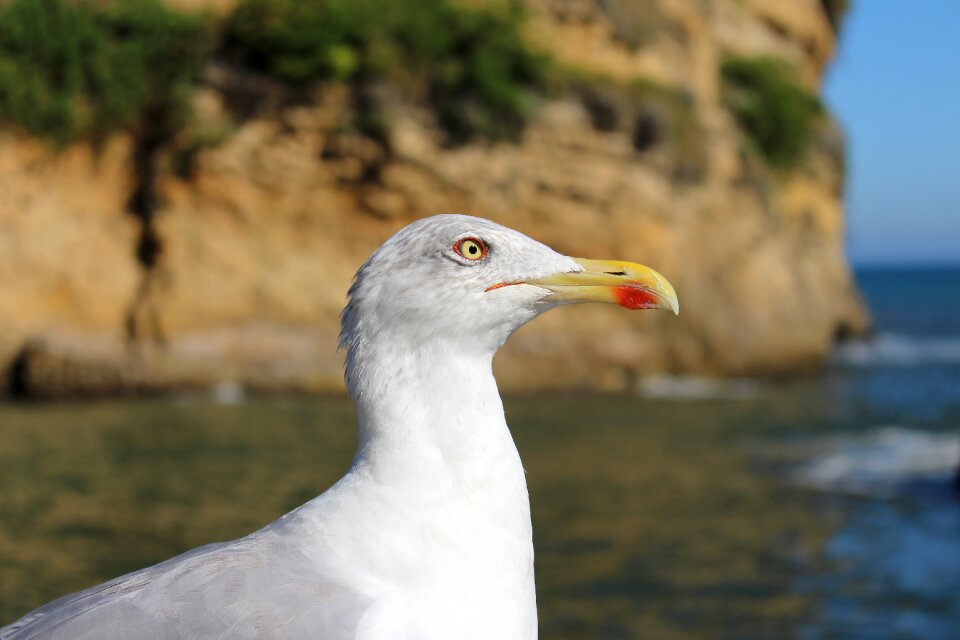 Sea seagull water bird