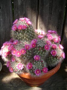 Flower tile plant