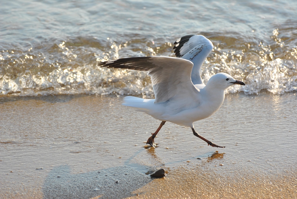 Gull silvergoes creature