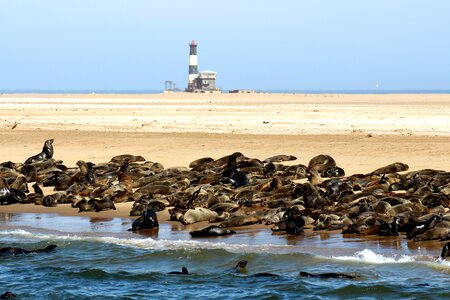 Robbe sea nature photo