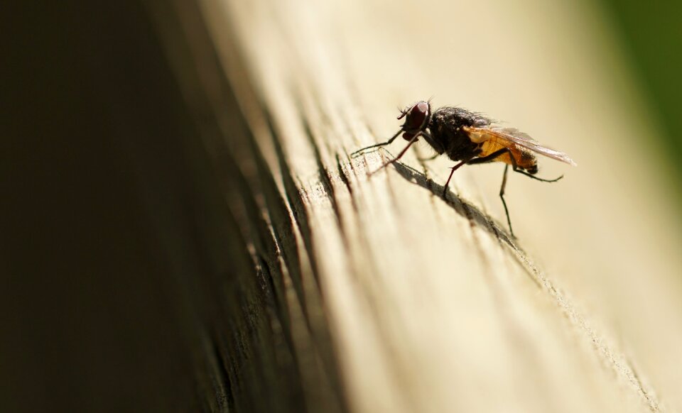 Nature close up macro