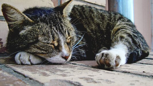 Cat vacation tranquility