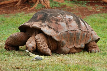 Tortoise land turtle