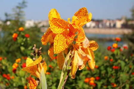 Iris blossom bloom
