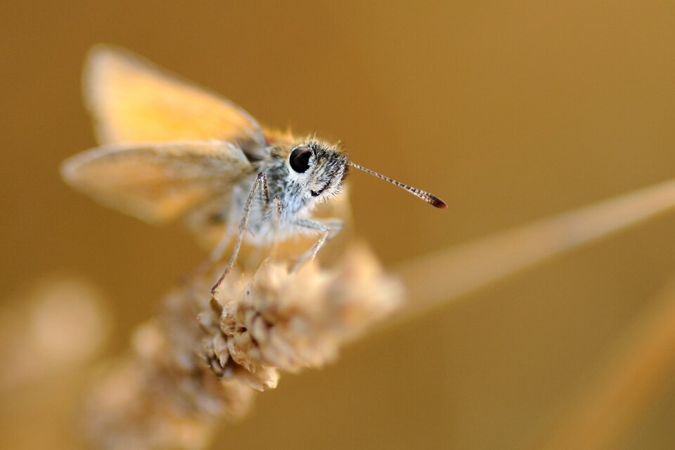 Butterfly insect macro