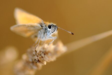Butterfly insect macro