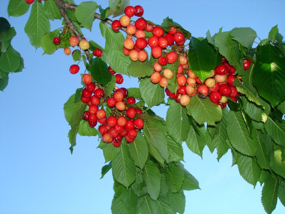 Tree cherry tree wild cherry