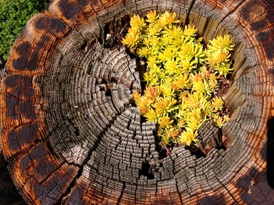 Plant succulents garden