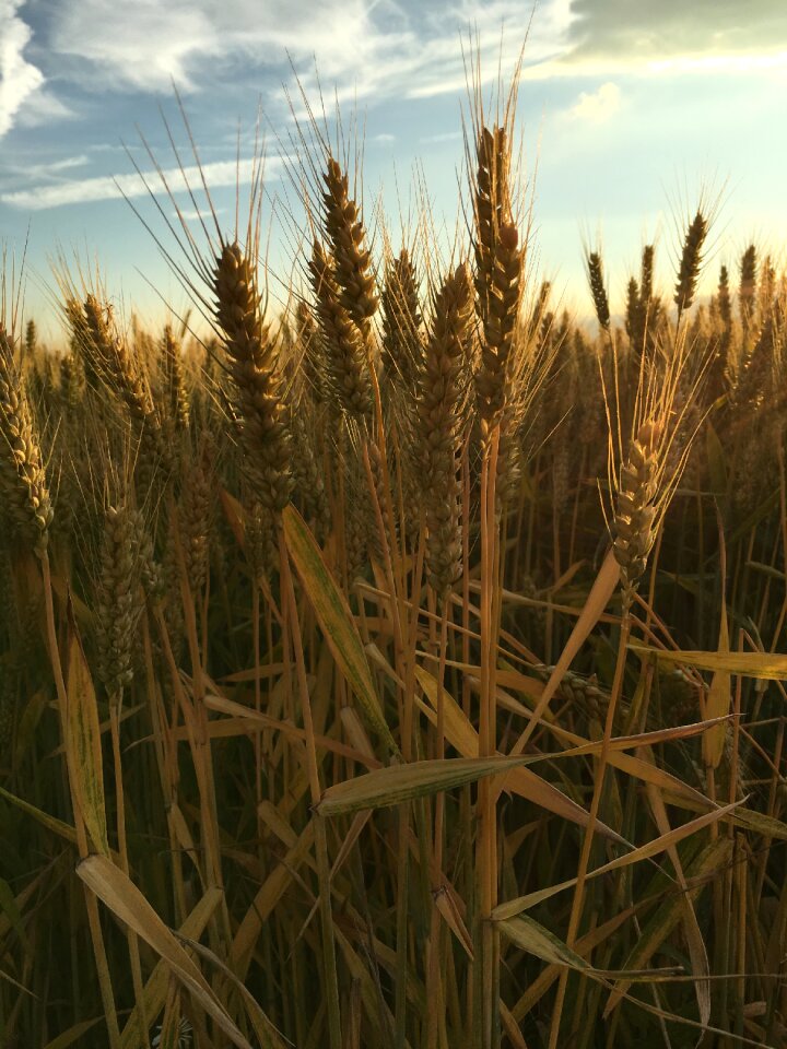 Field cereals agriculture