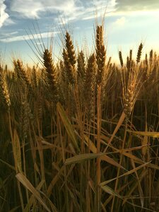 Field cereals agriculture