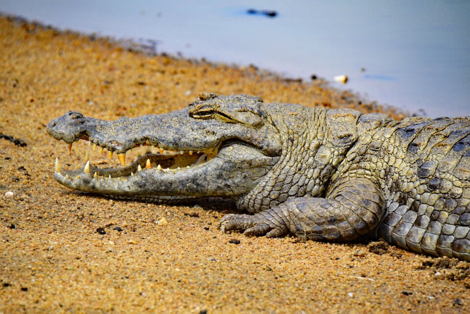 West africa sacred crocodiles paga photo