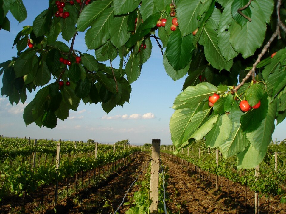 Cherry vines burgenland