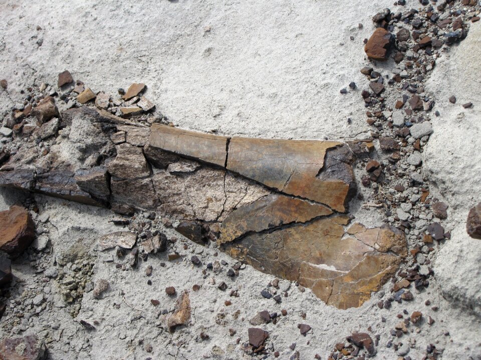 Dinosaur bone extinct