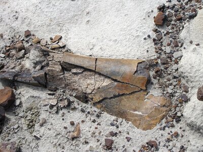 Dinosaur bone extinct