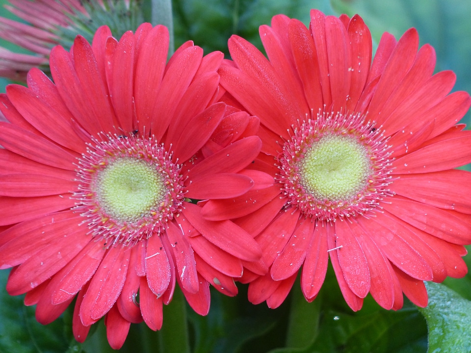 Floral plant natural