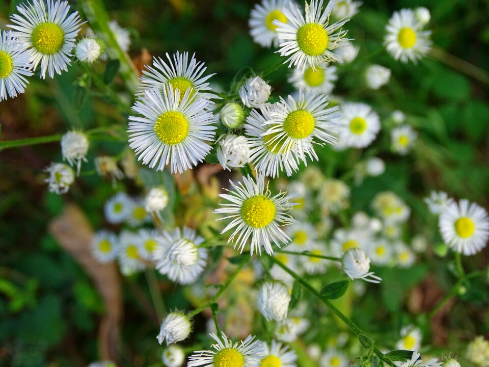 Fleabane flower blossom