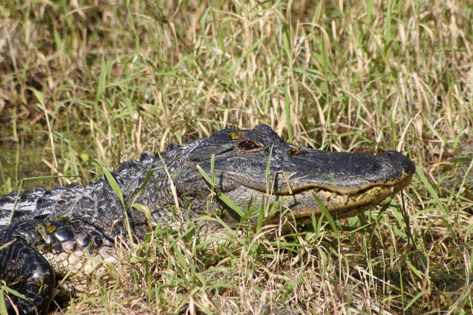 Reptile crocodile predator