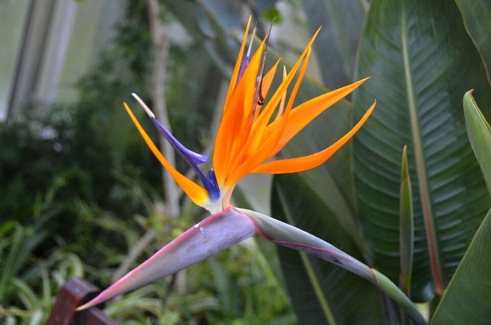 Exotic orange tropics