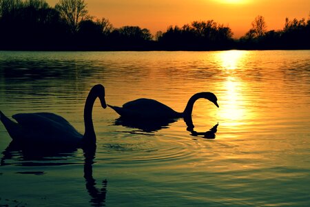Sunset swans swan