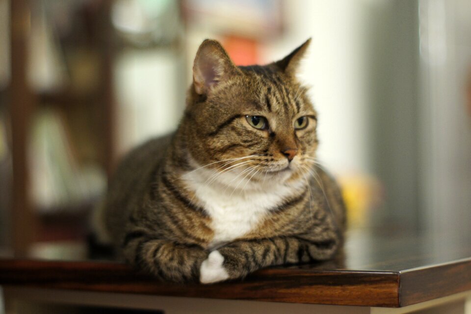 China chinchilla leopard cat tabby cat